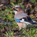 Eichelhäher (Garrulus glandarius)