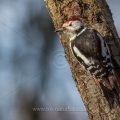 Mittelspecht (Dendrocopos medius)