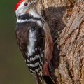 Mittelspecht (Dendrocopos medius)
