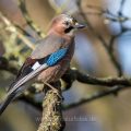Eichelhäher (Garrulus glandarius)