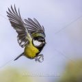 Kohlmeise (parus major)