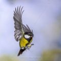 Kohlmeise (parus major)