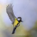 Kohlmeise (parus major)