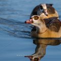 Nilgans (Alopochen aegyptiacus)