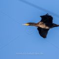 Kormoran (Phalacrocorax carbo)