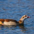Nilgans (Alopochen aegyptiacus)