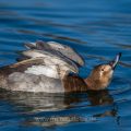 Tafelente (Aythya ferina) Weibchen