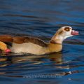 Nilgans (Alopochen aegyptiacus)