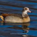 Nilgans (Alopochen aegyptiacus)