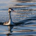 Haubentaucher (Podiceps cristatus) im Schlichtkleid