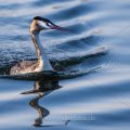 Haubentaucher (Podiceps cristatus) im Schlichtkleid