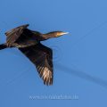 Kormoran (Phalacrocorax carbo)