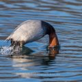 Tafelente (Aythya ferina) Männchen beim Tauchsprung