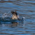 Tafelente (Aythya ferina) Männchen beim Tauchsprung