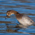 Tafelente (Aythya ferina) Weibchen beim Tauchsprung