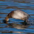 Tafelente (Aythya ferina) Weibchen beim Tauchsprung