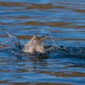 Tafelente (Aythya ferina) Weibchen beim Tauchsprung