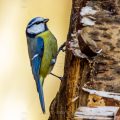 Blaumeise (Parus caeruleus)