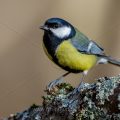 Kohlmeise (parus major)