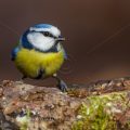Blaumeise (Parus caeruleus)