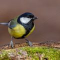 Kohlmeise (parus major)