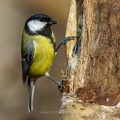 Kohlmeise (parus major)