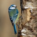 Blaumeise (Parus caeruleus)