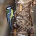 Kohlmeise (parus major)