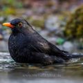 Amsel (Turdus merula) Männchen