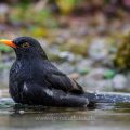 Amsel (Turdus merula) Männchen