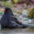 Amsel (Turdus merula) Männchen