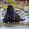 Amsel (Turdus merula) Männchen