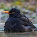 Amsel (Turdus merula) Männchen