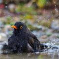 Amsel (Turdus merula) Männchen