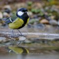 Kohlmeise (parus major)