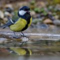 Kohlmeise (parus major)