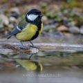 Kohlmeise (parus major)