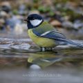 Kohlmeise (parus major)