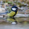 Kohlmeise (parus major)