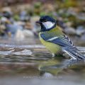 Kohlmeise (parus major)