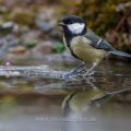 Kohlmeise (parus major)