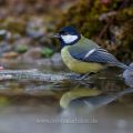 Kohlmeise (parus major)