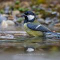 Kohlmeise (parus major)