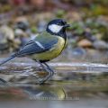 Kohlmeise (parus major)
