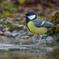 Kohlmeise (parus major)