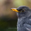 Amsel (Turdus merula) Männchen