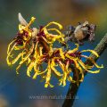 Zaubernuss (Hamamelis japonica)