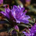 Zwerg-Rhododendron (Rhododendron russatum)