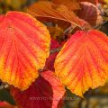 Herbstliches Blatt, Herbstfarben
