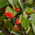 Früchte des Papiermaulbeerbaum (Broussonetia papyrifera)